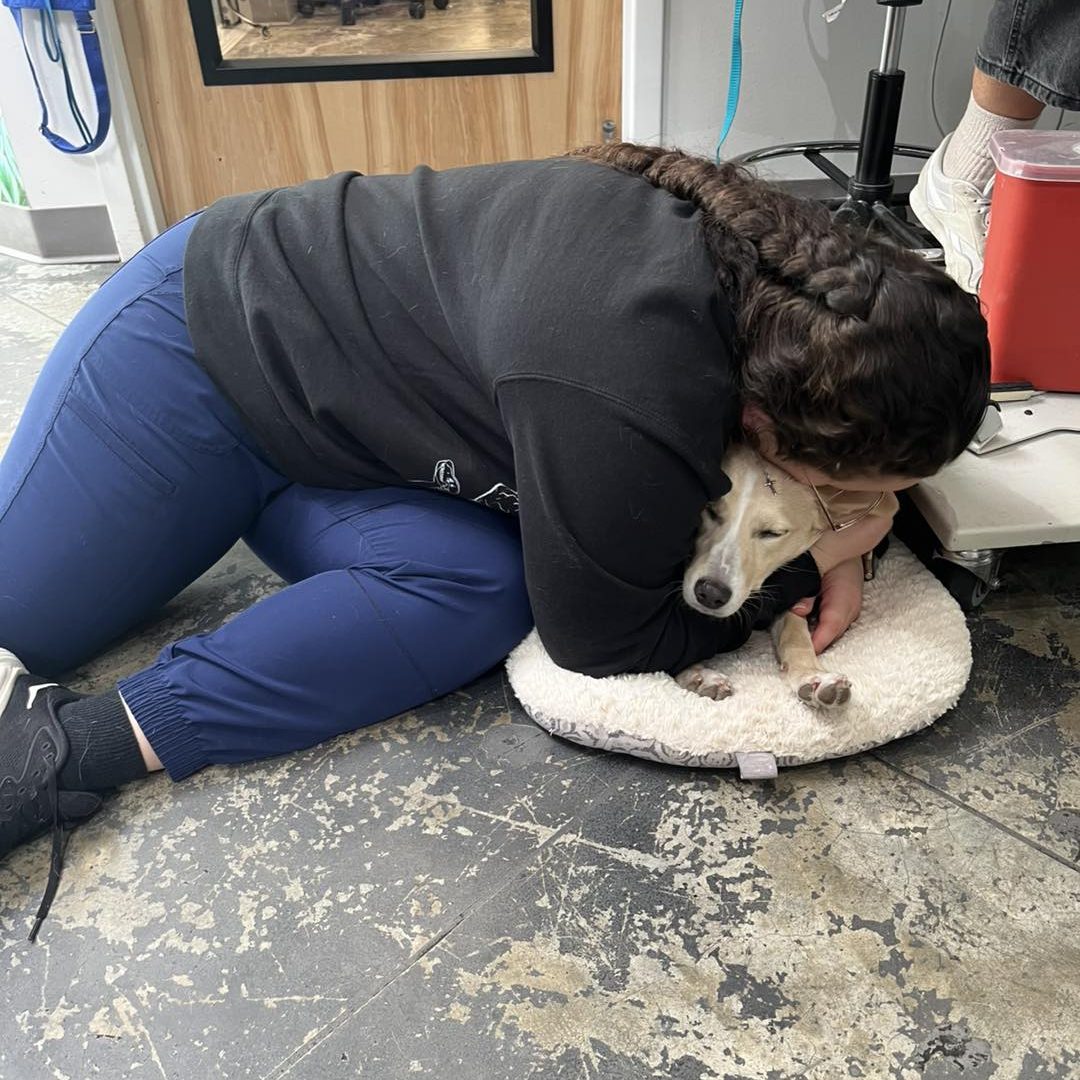 Vet tech cuddling dog at Paz North waiting for their emergency care treatment in Austin