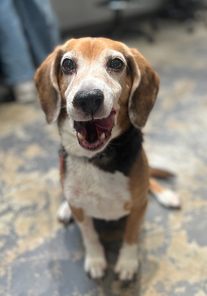 Beagle RESIZED
